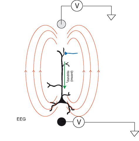 Difference between EEG and MEG