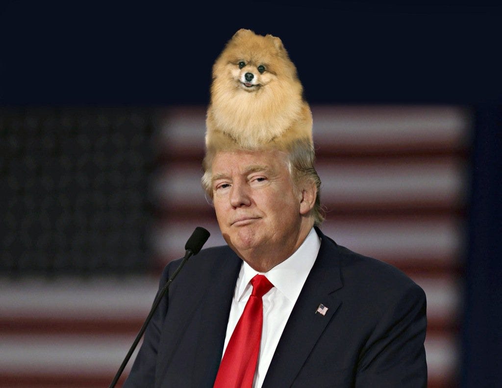 Just photoshopped a Pomeranian as Donald Trump's hair piece
