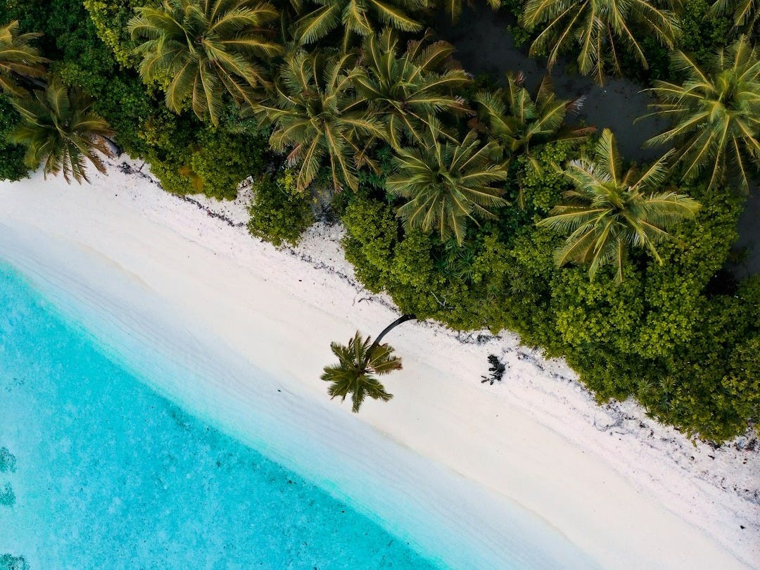 Ulong à Palau : La résurrection écologique après l’éradication des rats invasifs