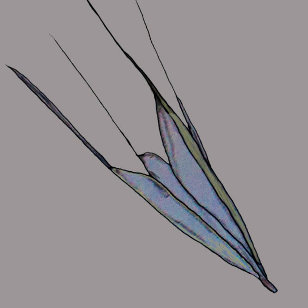 geranios universales