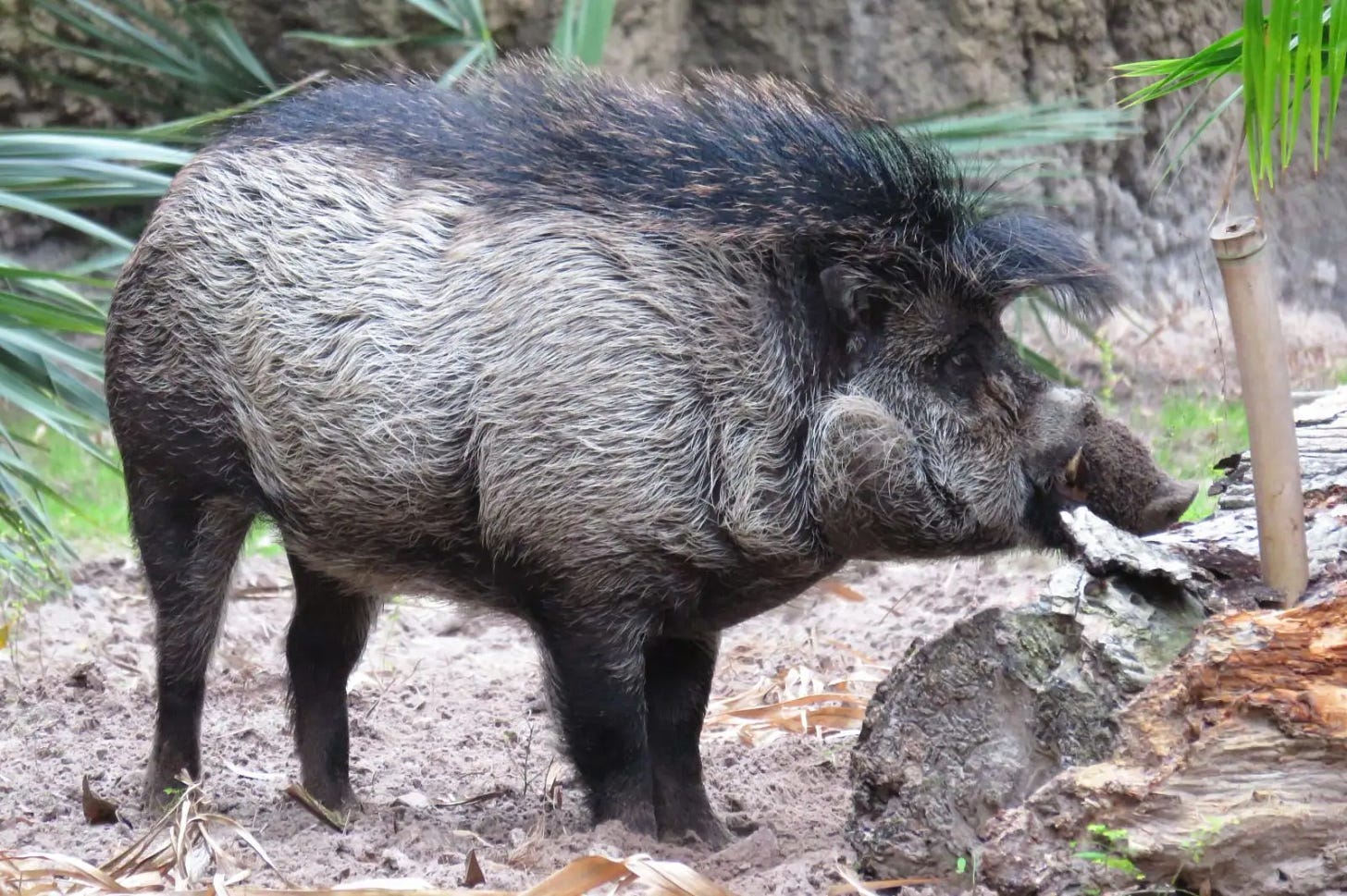 Cinghiale dalle verruche delle visayas - Fatti, dieta, habitat e immagini  su Animalia.bio