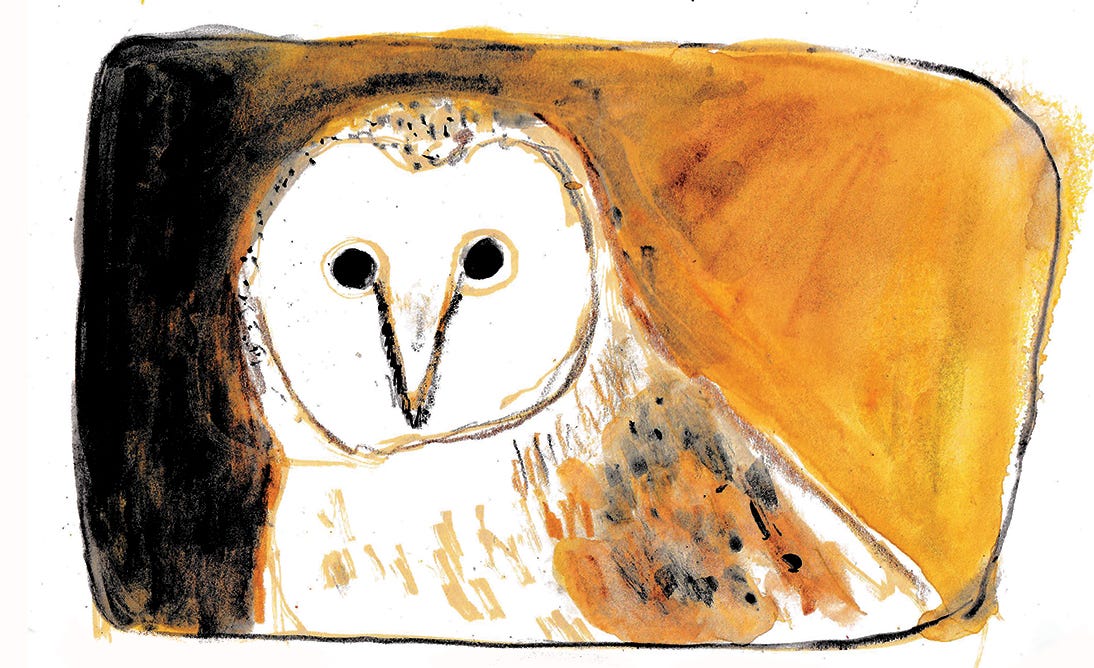 Barn owl portrait by Beth Spencer Barn owl portrait by Beth Spencer