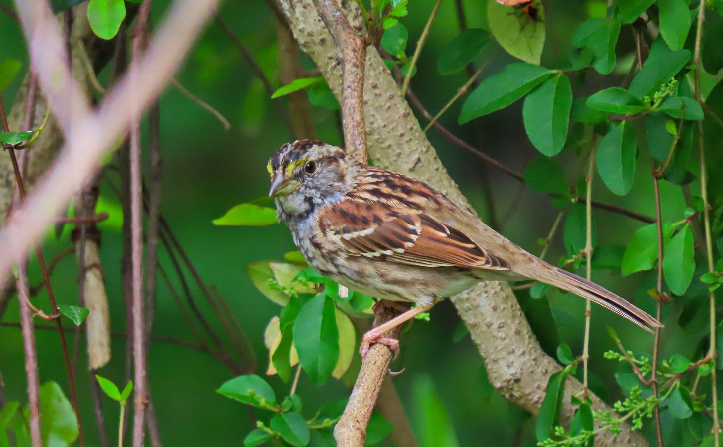 sparrow in bushes sparrow in bushes