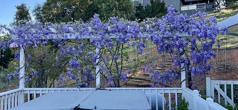 Photos of pansies, roses and wysteria