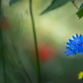 Cycle des couleurs - La littérature bleue, ça existe?