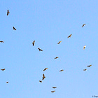 Look Up: Hawks Aloft
