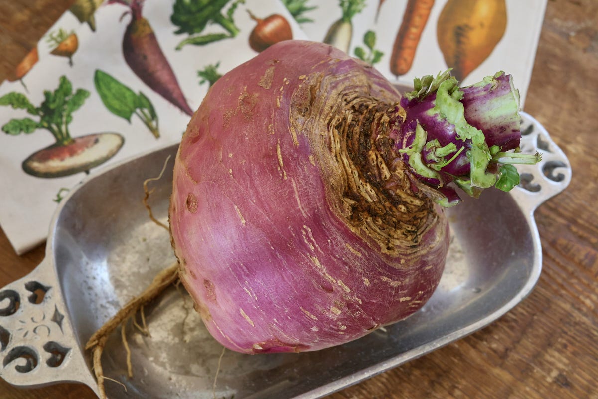 a rutabaga in a small try with a kitchen towel in the background
