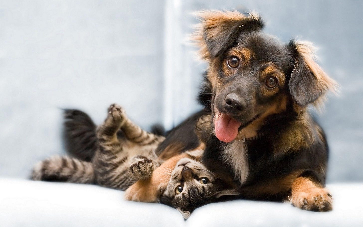 Cat And Dog Wallpapers - Wallpaper Cave