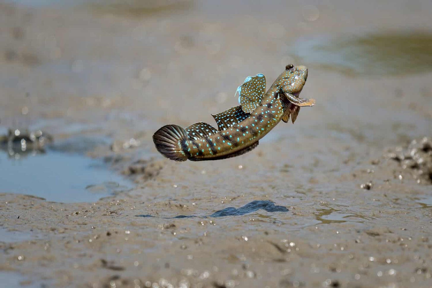 Mudskipper Fish Facts - A-Z Animals