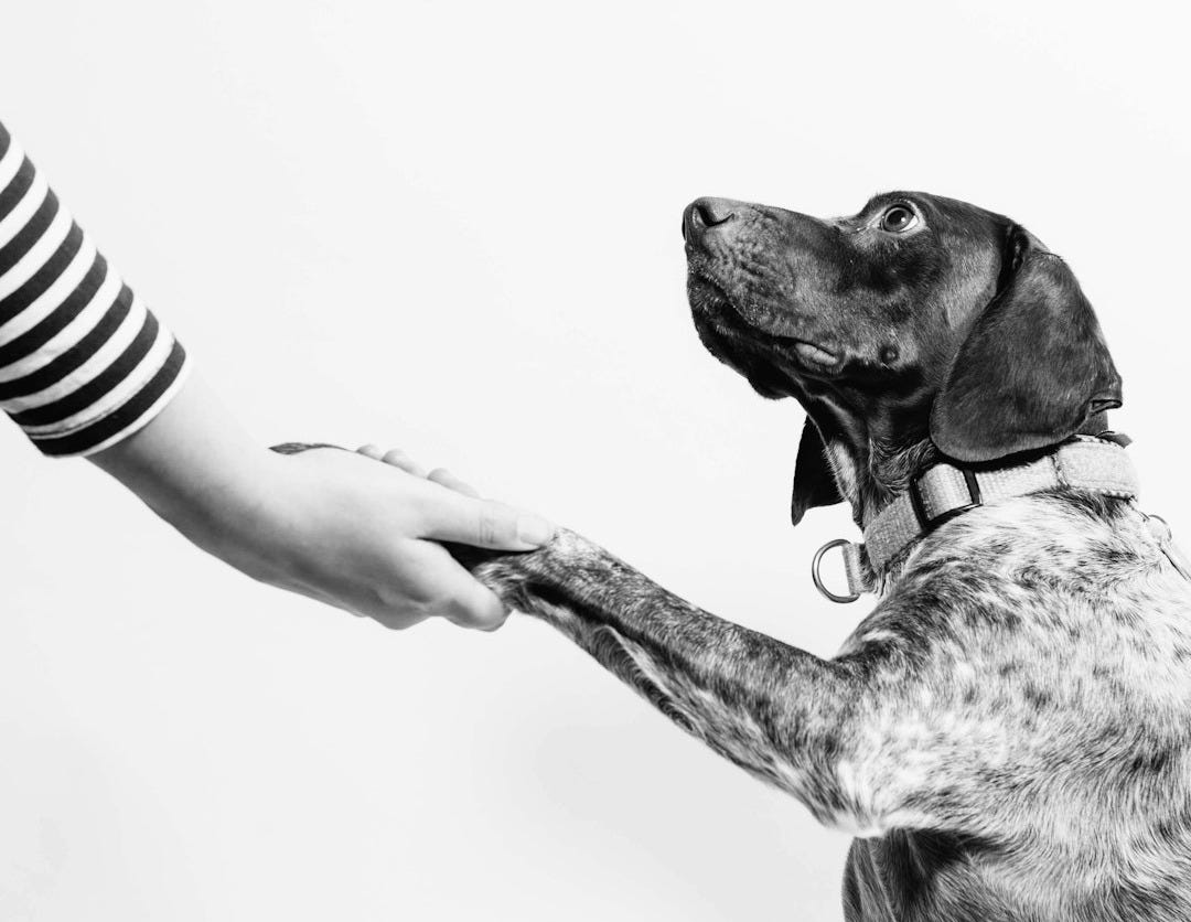 grayscale photo of person and dog holding hands grayscale photo of person and dog holding hands