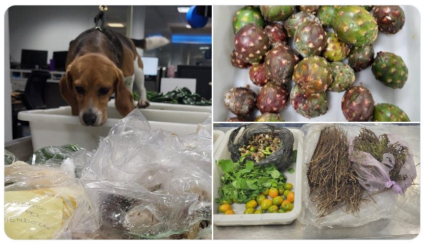 CBP K9 “Ears” sniffs out a load of undeclared food items arriving from Mexico in North Carolina on May 11, 2026. (US Customs & Border Protection photos) CBP K9 “Ears” sniffs out a load of undeclared food items arriving from Mexico in North Carolina on May 11, 2026. (US Customs & Border Protection photos)