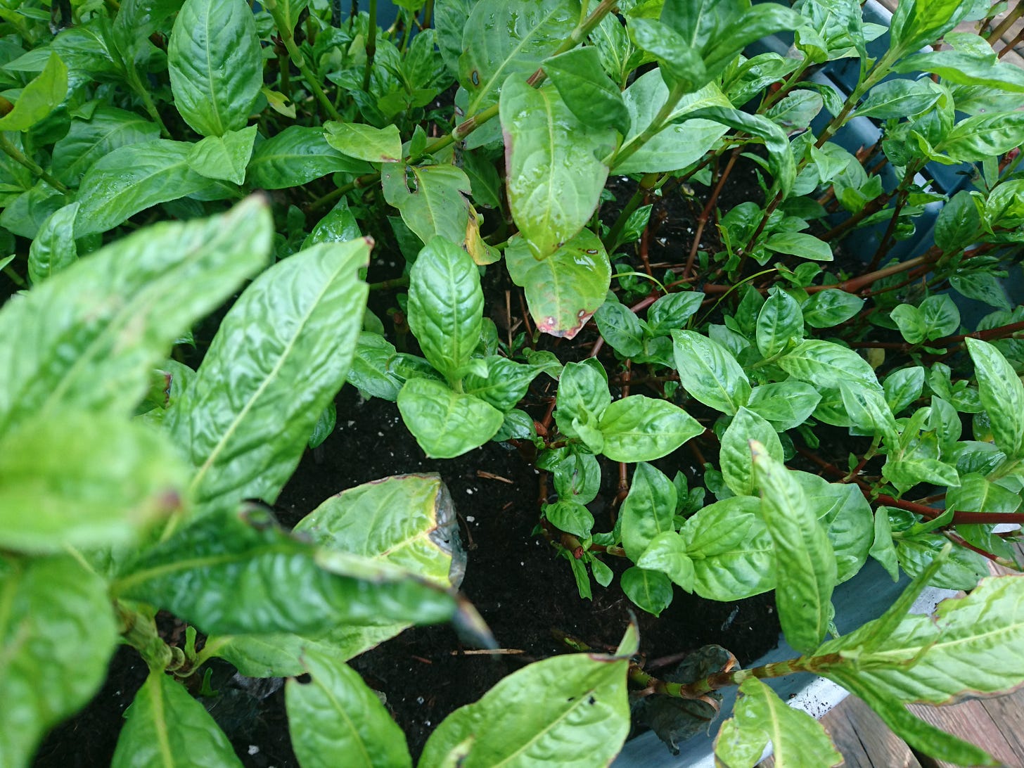 mid to deep green indigo leave grow along all parts of an indigo stem