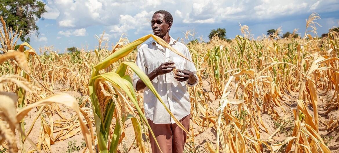 A farmer inspects a drought-stricken maize crop in Zambia.