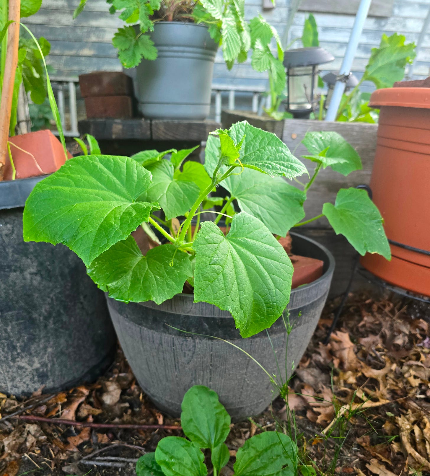A mystery cucumber plant grows lushly in a container. A mystery cucumber plant grows lushly in a container.