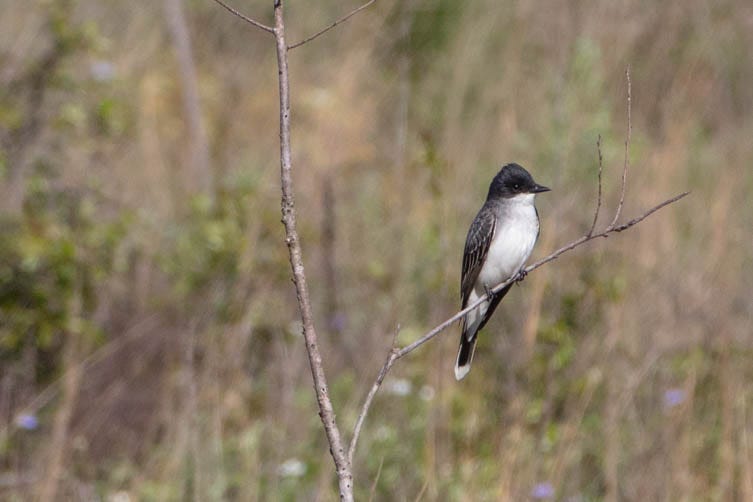 A bird with a dark gray, almost black, head and back and white front and a long, thin body with tapering wings and tail, perched on a leafless, thin tree branch