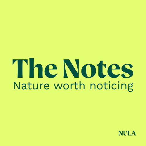 The Notes: Nature Worth Noticing
