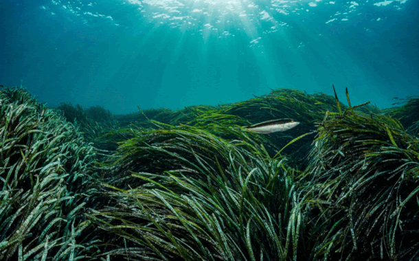 A series of images from seagrass meadow ecosystems including a sunlit seagrass meadow, a sea turtle, and a diver