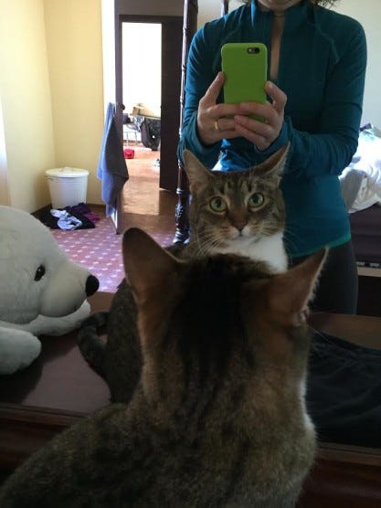 image-admiring cat image-admiring cat