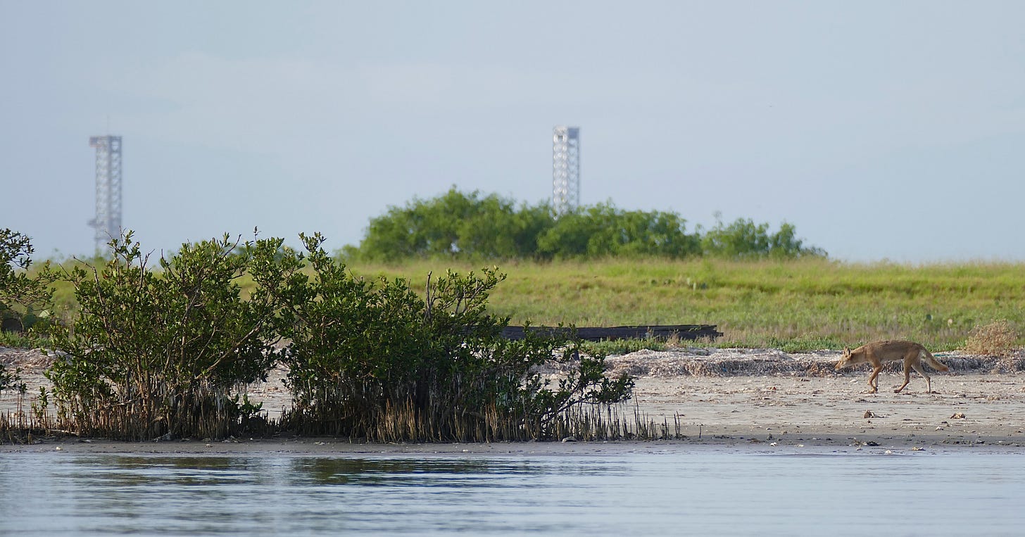 Coyote walking on beach; rocket launch gantries visible in background Coyote walking on beach; rocket launch gantries visible in background