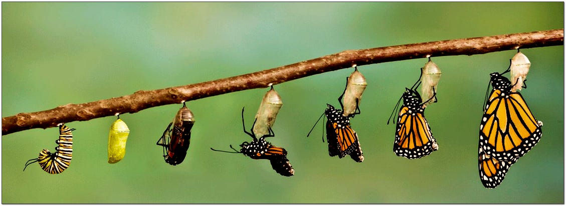butterfly struggling to emerge from cocoon  