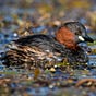 dabchick's avatar