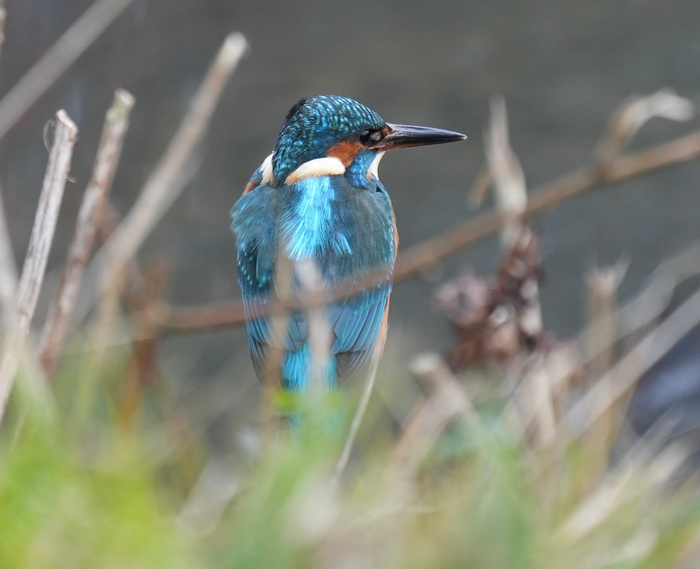 Kingfisher Alcedo Atthis Kingfisher Alcedo Atthis