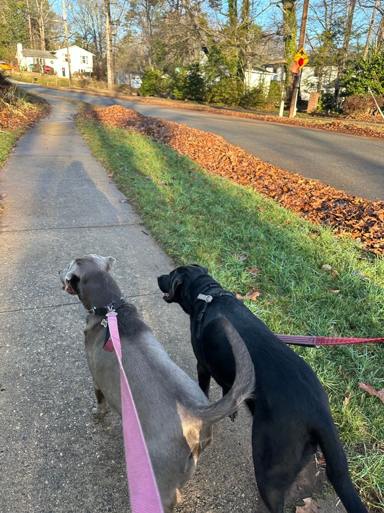 dogs walking