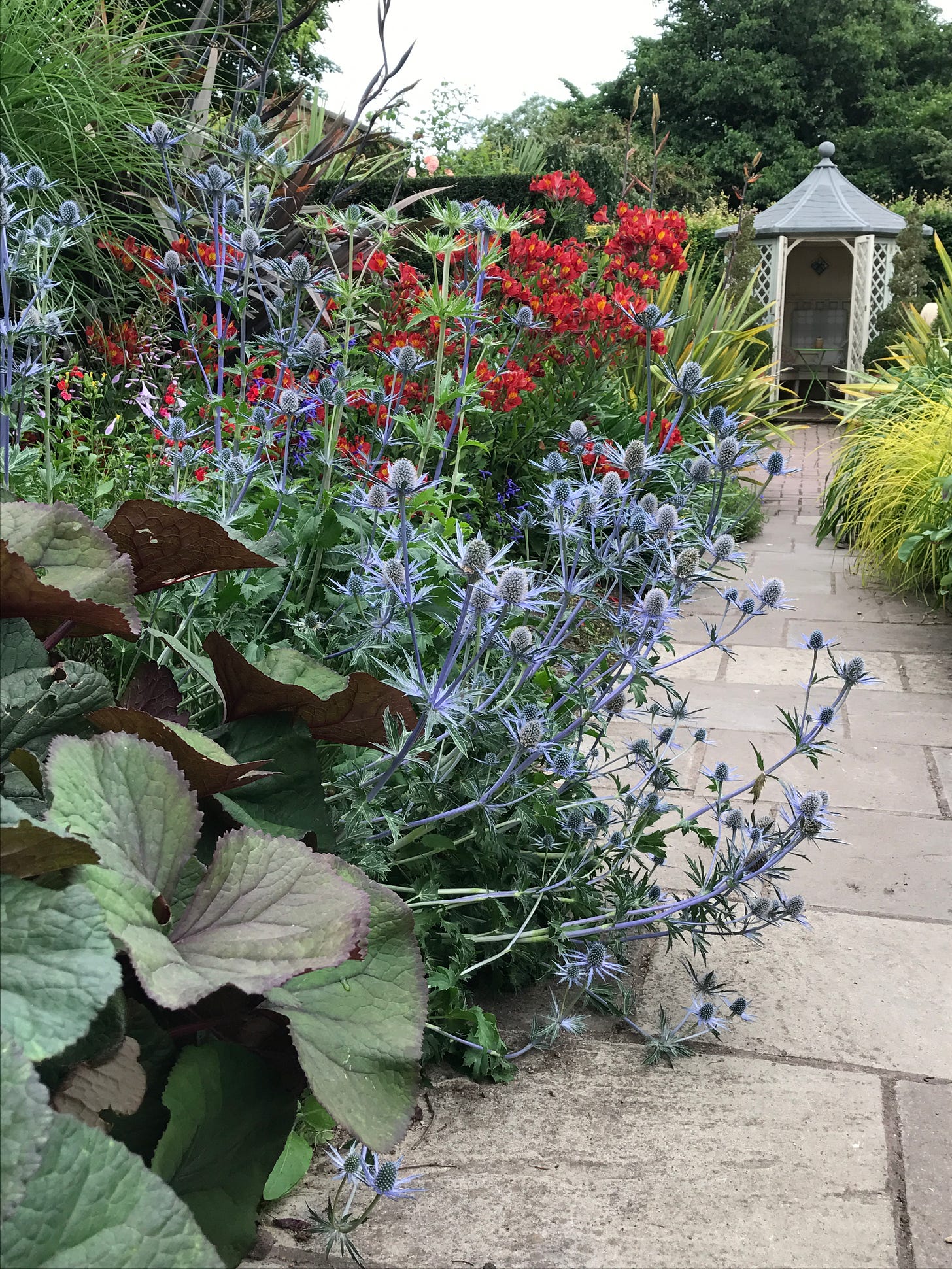 Eryngium and Alstromeria in this garden of high contrast colors. 