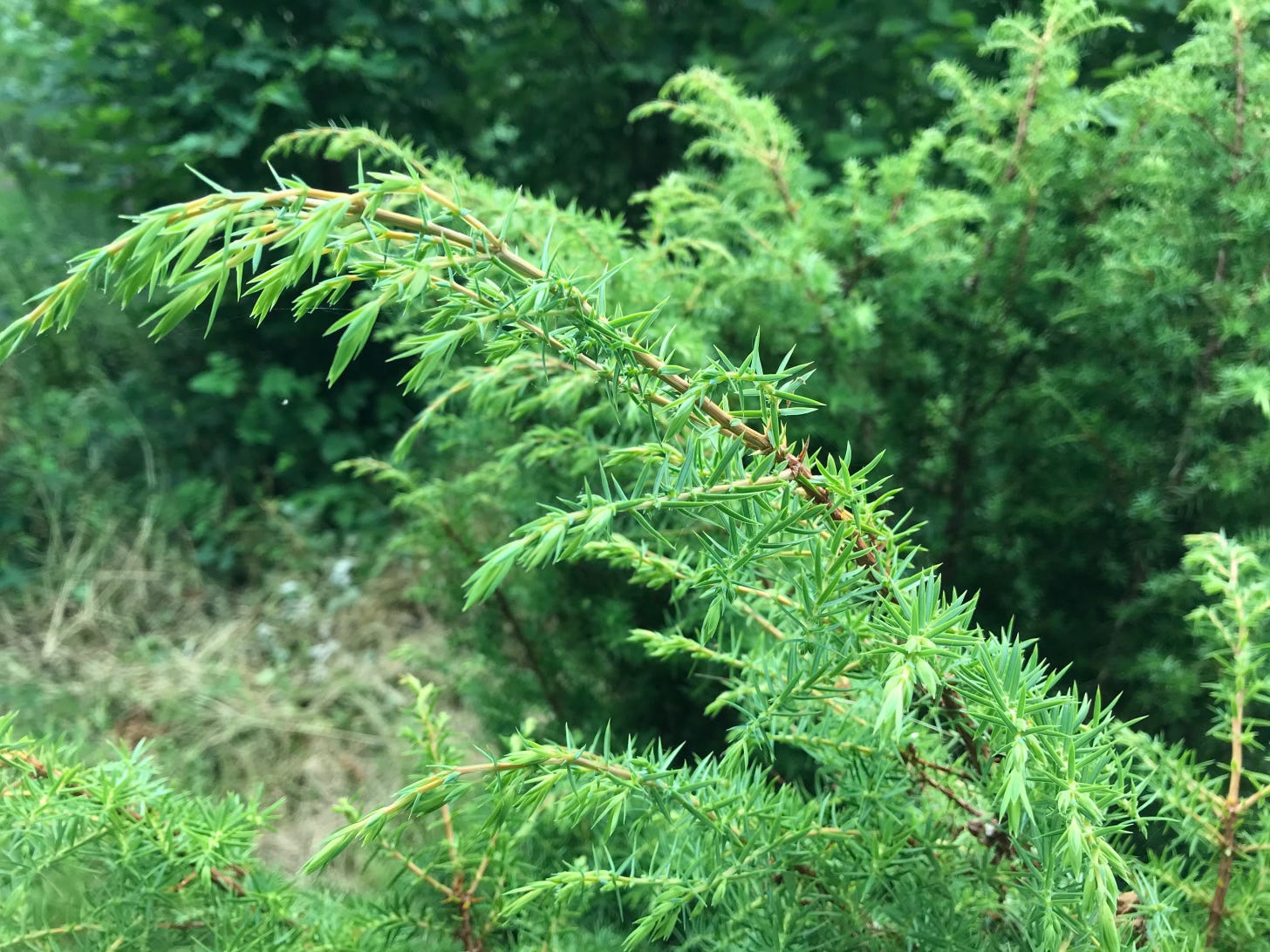 Branch of needle-like leaves of juniper