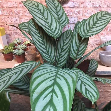 Popular members of the Marantaceae