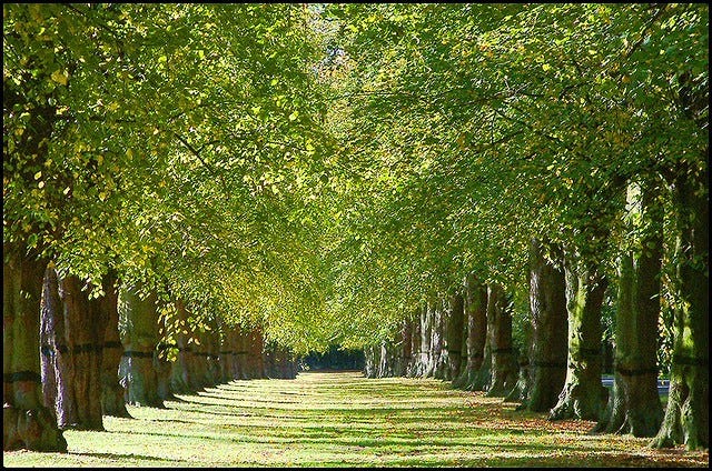 Lime Avenue at Clumber Park, UK. Photo by Brian on Flickr Lime Avenue at Clumber Park, UK. Photo by Brian on Flickr