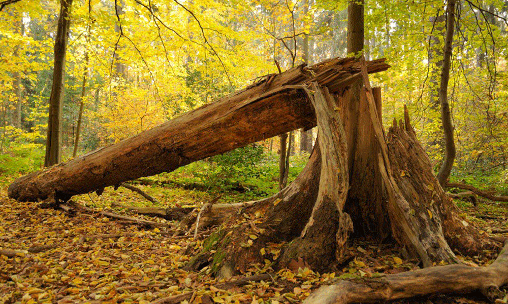 If a Tree Falls in a Forest…” (2020 Edition) - McSweeney's Internet Tendency