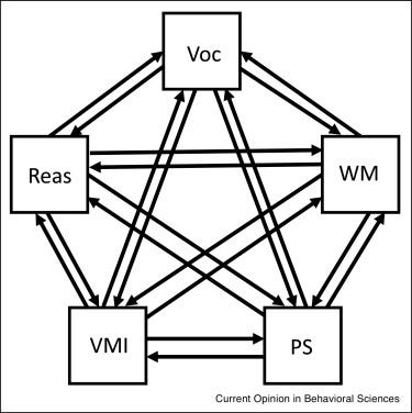 Sensitive periods in cognitive development: a mutualistic perspective -  ScienceDirect