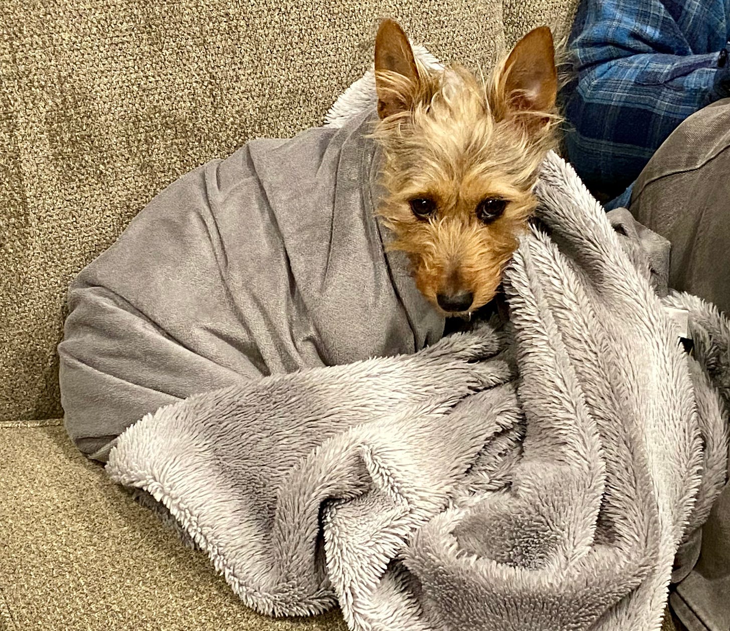 A small tan terrier sits on a couch, fully wrapped in a gray blanket.