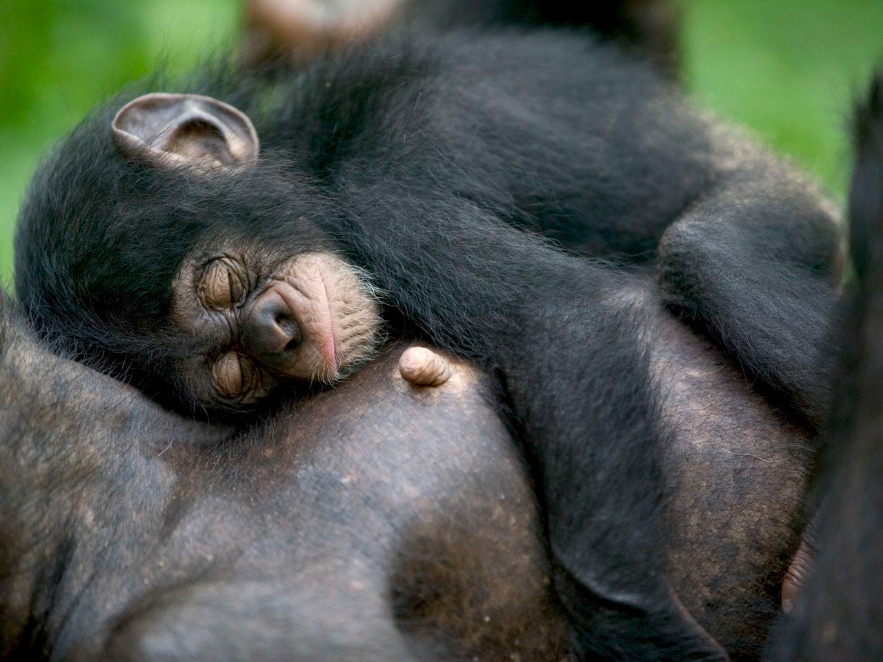 Chimpanzees Are Extremely Picky About Where They Sleep