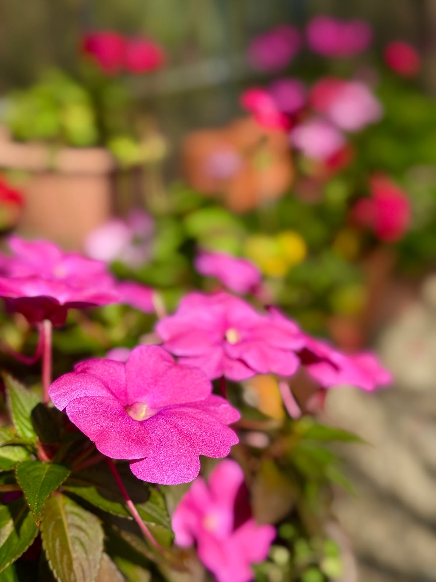 Impatiens and Pelargoniums in the greenhouse