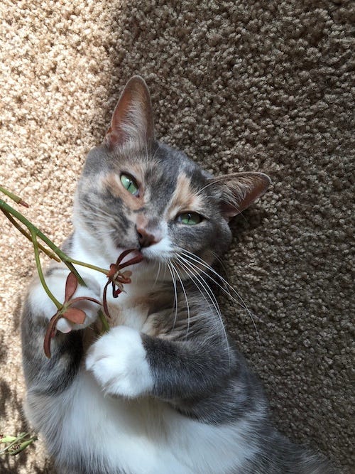 Wamba and Giacomo, Gia's cats, show off how cute they are