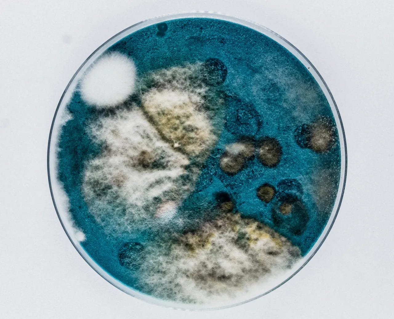 Petri dish containing teal agar with white and beige mould colonies and darker fungal spots growing across the surface