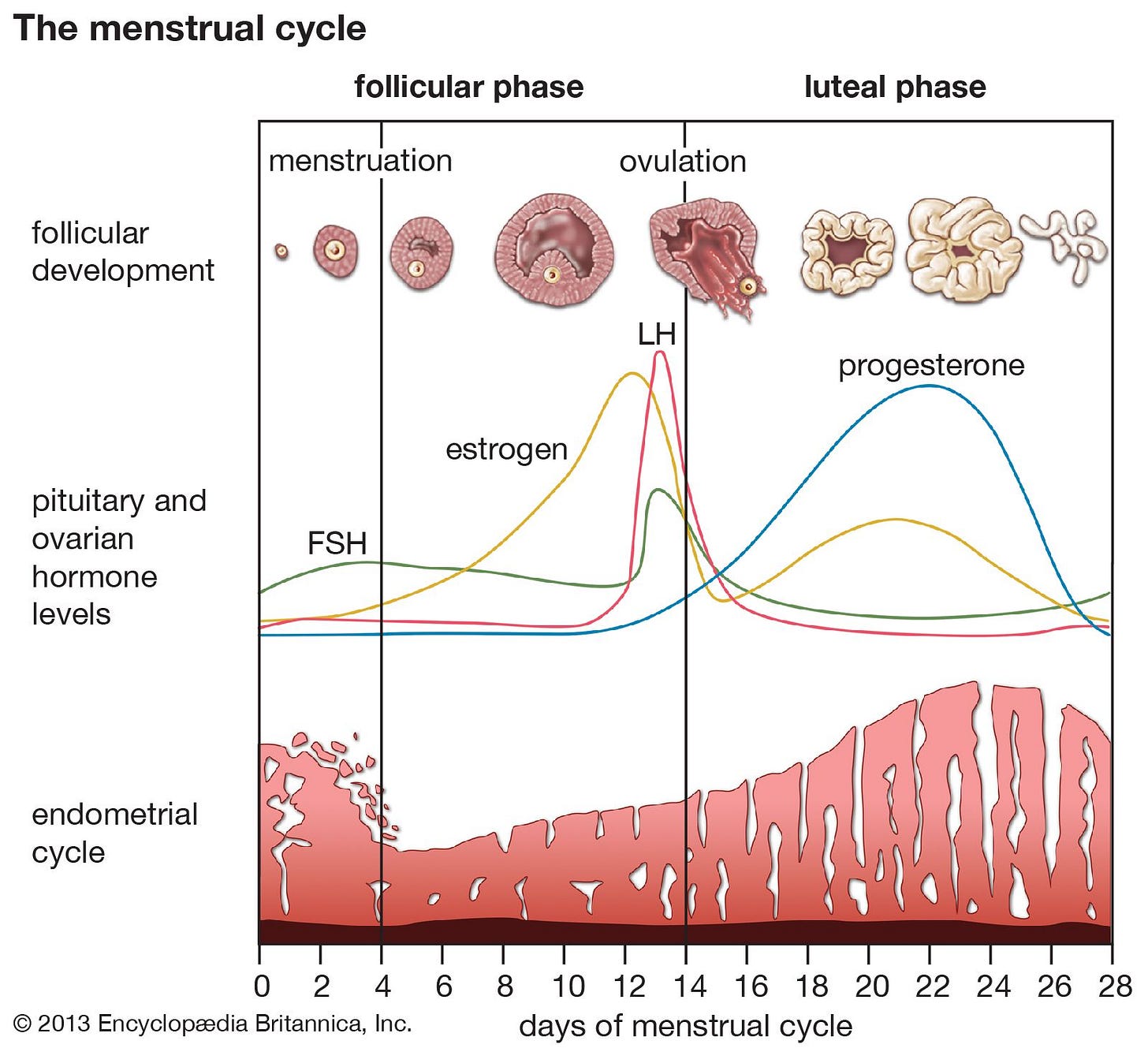 Menstrual cycle | Description, Phases, Hormonal Control, Ovulation, &  Menstruation | Britannica