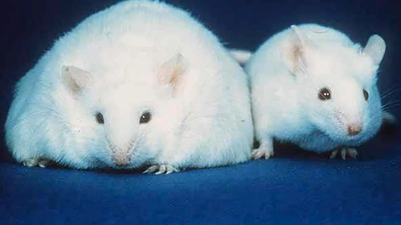 One of these mice has lost homeostasis