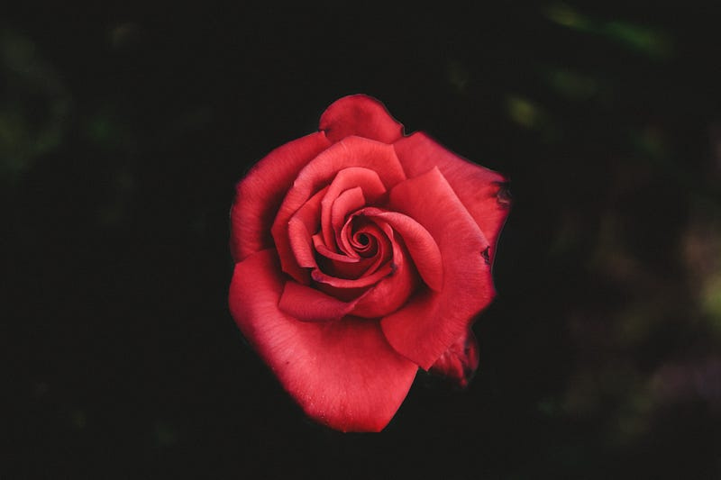 A red rose A red rose