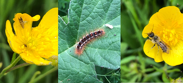 Micro-Moth, Caterpillar and Solitary Bee Micro-Moth, Caterpillar and Solitary Bee