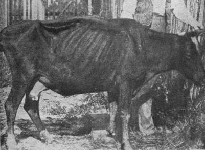 Sick Cow