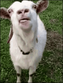 Image result for myotonic goat gif Image result for myotonic goat gif