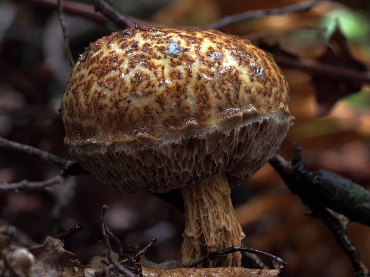 Austroboletus novae-zelandiae