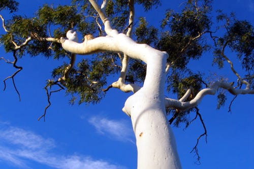 File:A212, Mary Kathleen, Queensland, Australia, ghost gum tree, 2007.JPG File:A212, Mary Kathleen, Queensland, Australia, ghost gum tree, 2007.JPG