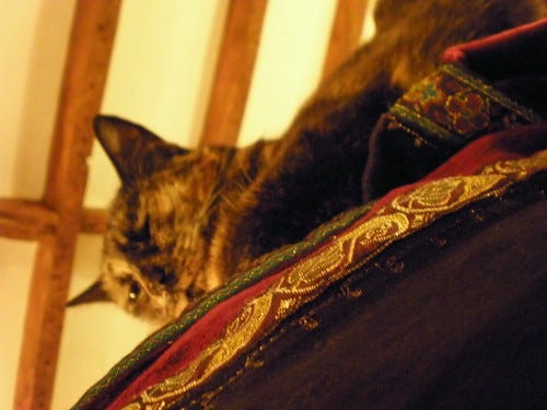 Snooty Cat Snooty Cat
