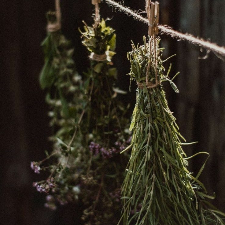 Herbarium obscurum