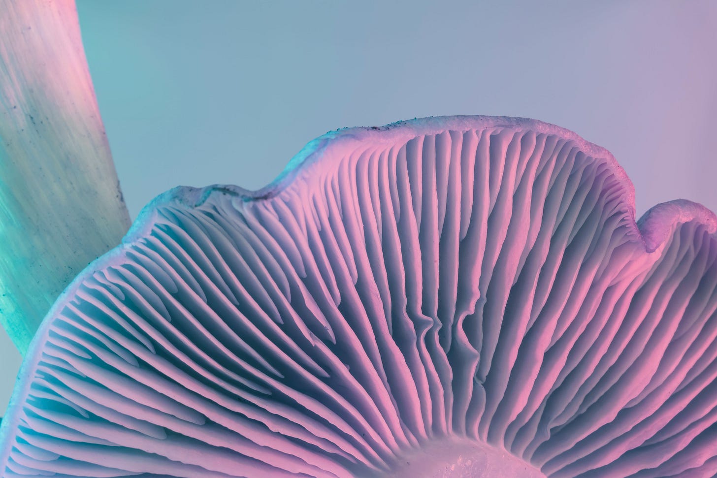Oleksandr/ adobe.stock.com