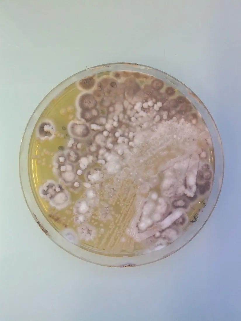Mold Illness Part 6: The Final Chapter - by Jessica Bippen